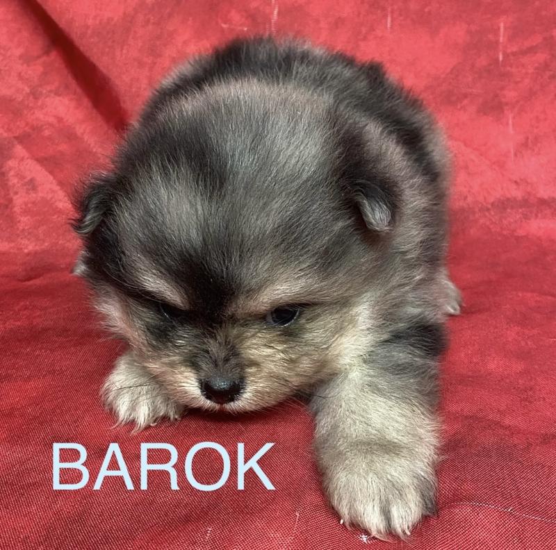 BAROK spitz à réserver Mâle Spitz allemand