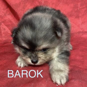 chiot Spitz allemand BAROK spitz à réserver Domaine de la Chantelaie