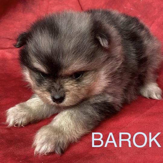 chiot Spitz allemand BAROK spitz à réserver Domaine de la Chantelaie