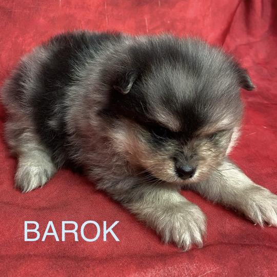 chiot Spitz allemand BAROK spitz à réserver Domaine de la Chantelaie