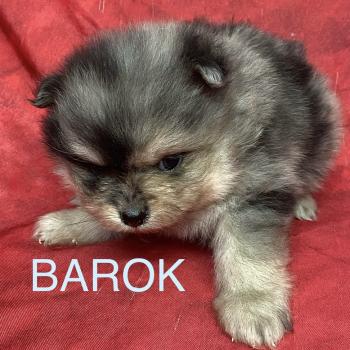 chiot Spitz allemand BAROK spitz à réserver Domaine de la Chantelaie