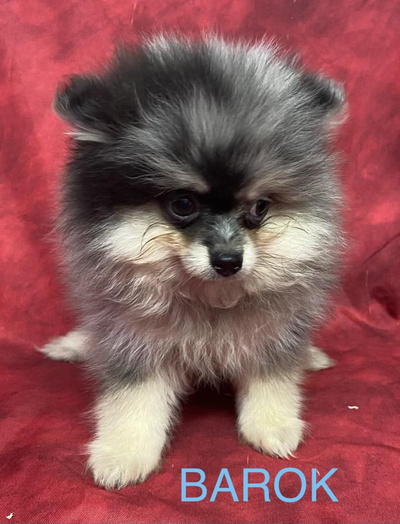 BAROK spitz DISPONIBLE Mâle Spitz allemand