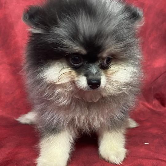 chiot Spitz allemand BAROK spitz à réserver Domaine de la Chantelaie