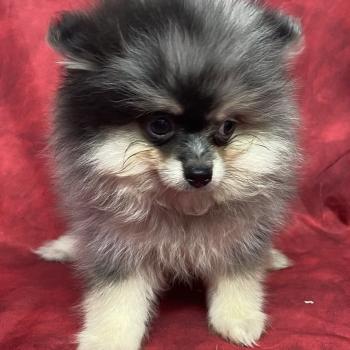 chiot Spitz allemand BAROK spitz à réserver Domaine de la Chantelaie