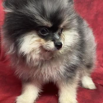 chiot Spitz allemand BAROK spitz à réserver Domaine de la Chantelaie
