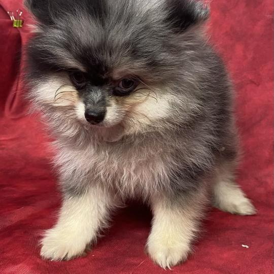 chiot Spitz allemand BAROK spitz à réserver Domaine de la Chantelaie