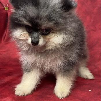 chiot Spitz allemand BAROK spitz à réserver Domaine de la Chantelaie