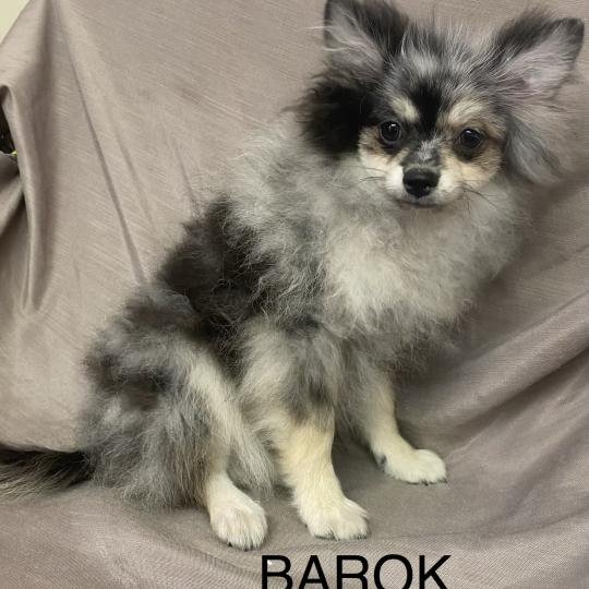 BAROK spitz DISPONIBLE Mâle Spitz allemand