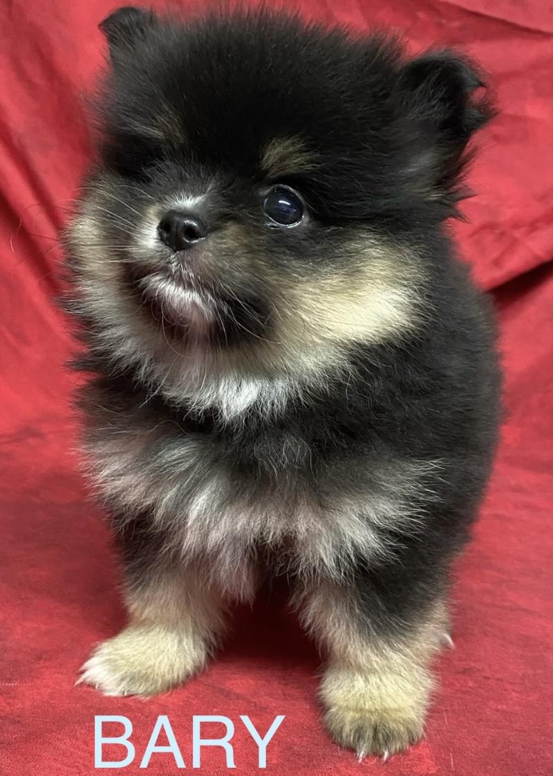 BARY spitz nain à réserver Mâle Spitz allemand