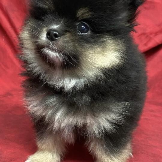 chiot Spitz allemand BARY spitz nain à réserver Domaine de la Chantelaie