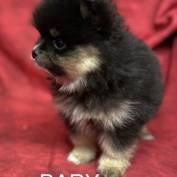 chiot Spitz allemand BARY spitz nain à réserver Domaine de la Chantelaie
