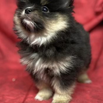 chiot Spitz allemand BARY spitz nain à réserver Domaine de la Chantelaie