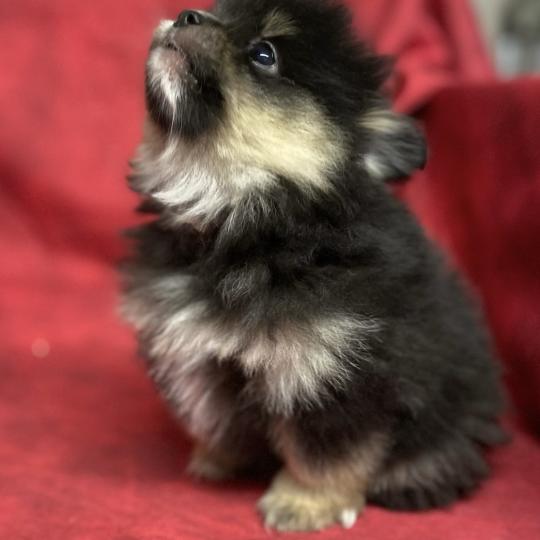 chiot Spitz allemand BARY spitz nain à réserver Domaine de la Chantelaie