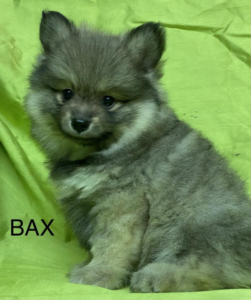 BAX spitz DISPONIBLE Mâle Spitz allemand