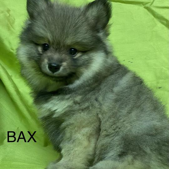 chiot Spitz allemand BAX spitz DISPONIBLE Domaine de la Chantelaie