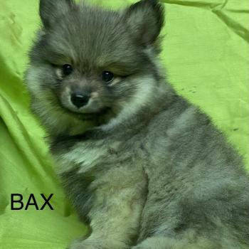 chiot Spitz allemand BAX spitz DISPONIBLE Domaine de la Chantelaie