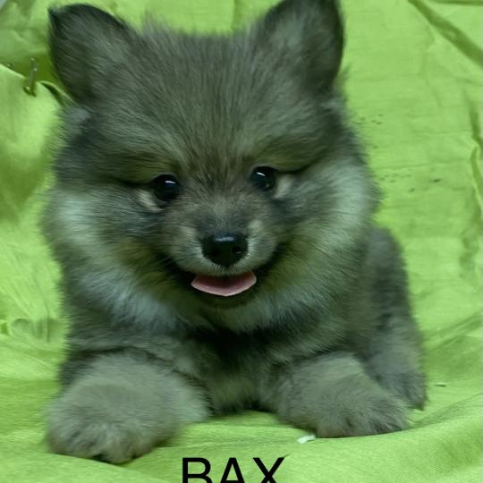 chiot Spitz allemand BAX spitz DISPONIBLE Domaine de la Chantelaie