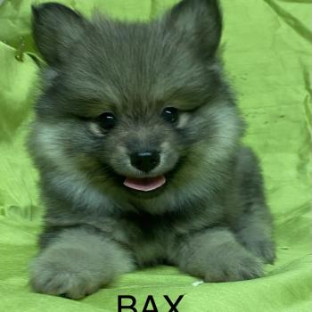 chiot Spitz allemand BAX spitz DISPONIBLE Domaine de la Chantelaie