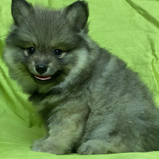 chiot Spitz allemand BAX spitz DISPONIBLE Domaine de la Chantelaie