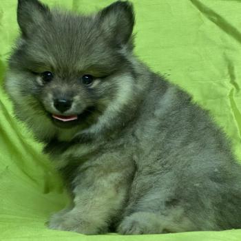chiot Spitz allemand BAX spitz DISPONIBLE Domaine de la Chantelaie