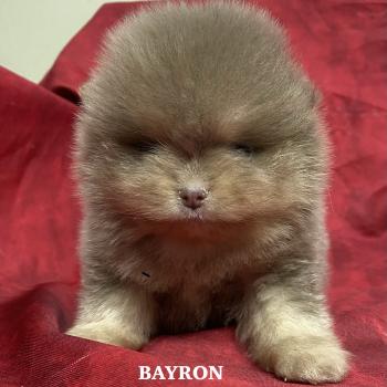 chiot Spitz allemand BAYRON spitz nain Poméranian à réserver Domaine de la Chantelaie