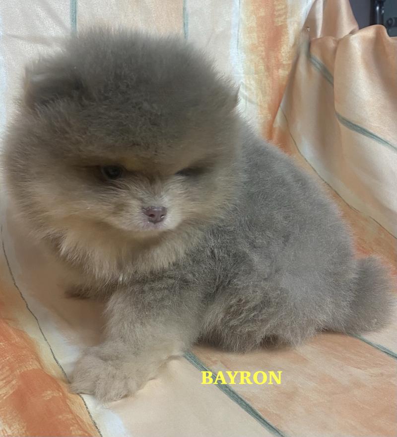 BAYRON spitz  Poméranian DISPONIBLE Mâle Spitz allemand