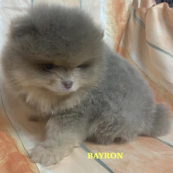 chiot Spitz allemand BAYRON spitz nain Poméranian à réserver Domaine de la Chantelaie
