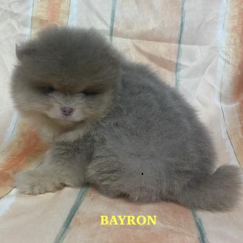 chiot Spitz allemand BAYRON spitz nain Poméranian à réserver Domaine de la Chantelaie