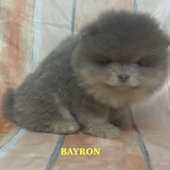 chiot Spitz allemand BAYRON spitz nain Poméranian à réserver Domaine de la Chantelaie