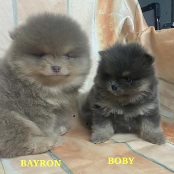 chiot Spitz allemand BAYRON spitz nain Poméranian à réserver Domaine de la Chantelaie