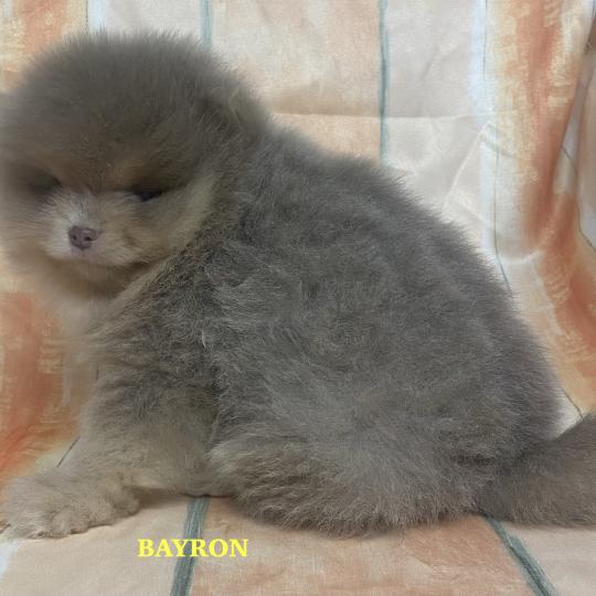 chiot Spitz allemand BAYRON spitz nain Poméranian à réserver Domaine de la Chantelaie