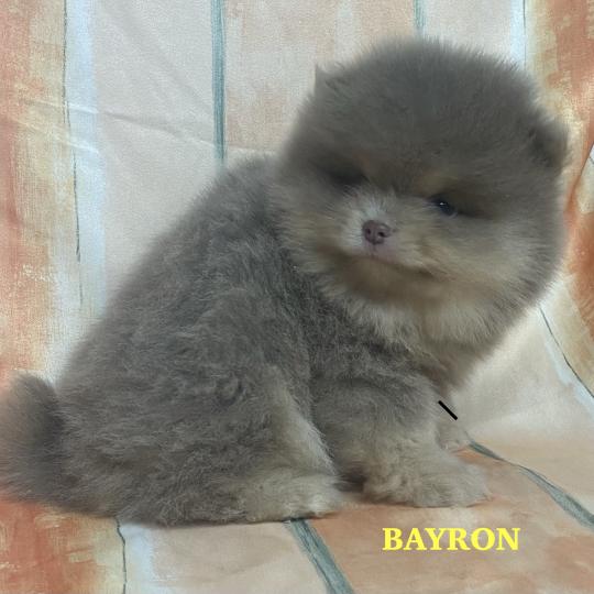 chiot Spitz allemand BAYRON spitz nain Poméranian à réserver Domaine de la Chantelaie