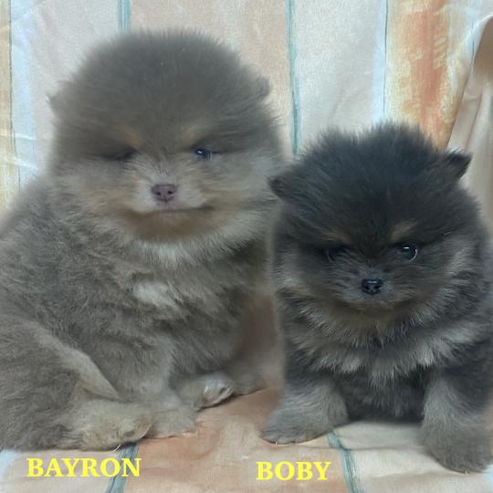 chiot Spitz allemand BAYRON spitz nain Poméranian à réserver Domaine de la Chantelaie