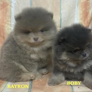 chiot Spitz allemand BAYRON spitz nain Poméranian à réserver Domaine de la Chantelaie