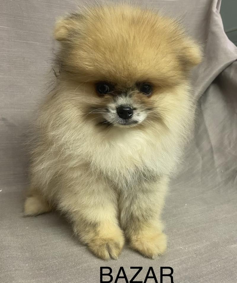 BAZAR spitz nain Poméranian disponible Mâle Spitz allemand