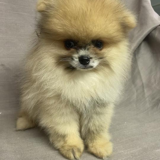 chiot Spitz allemand BAZAR spitz nain Poméranian disponible Domaine de la Chantelaie