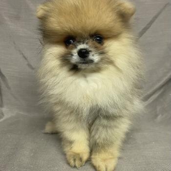 chiot Spitz allemand BAZAR spitz nain Poméranian disponible Domaine de la Chantelaie