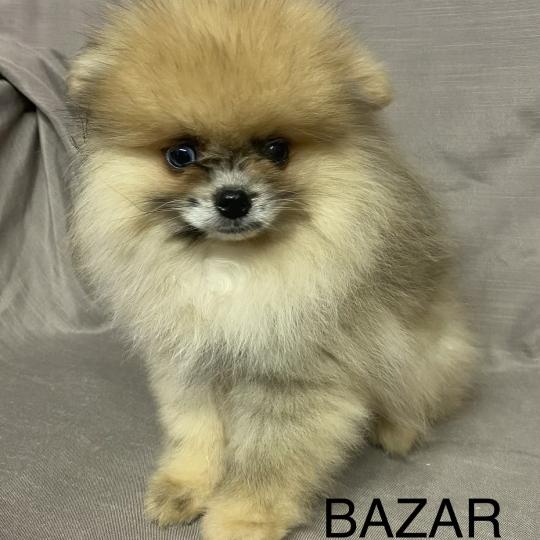 chiot Spitz allemand BAZAR spitz nain Poméranian disponible Domaine de la Chantelaie
