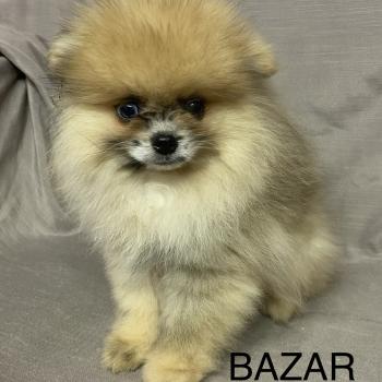chiot Spitz allemand BAZAR spitz nain Poméranian disponible Domaine de la Chantelaie