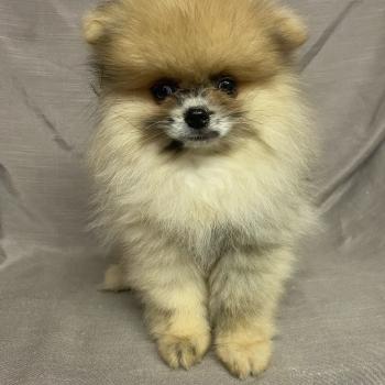 chiot Spitz allemand BAZAR spitz nain Poméranian disponible Domaine de la Chantelaie
