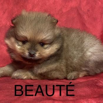 chiot Spitz allemand BEAUTÉ spitz à réserver Domaine de la Chantelaie