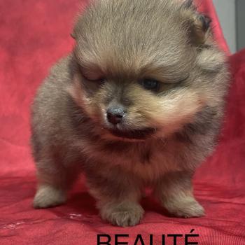 chiot Spitz allemand BEAUTÉ spitz à réserver Domaine de la Chantelaie