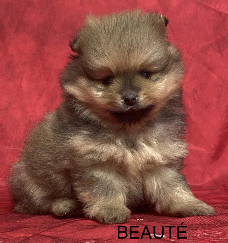 BEAUTÉ spitz à réserver Femelle Spitz allemand