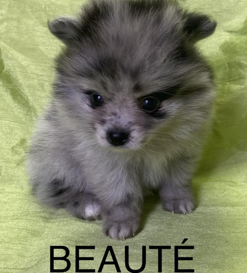 BEAUTÉ spitz naine disponible Femelle Spitz allemand