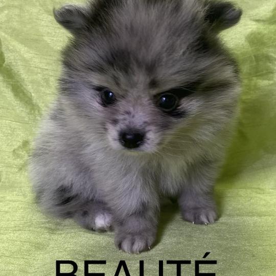 chiot Spitz allemand BEAUTÉ spitz naine disponible Domaine de la Chantelaie