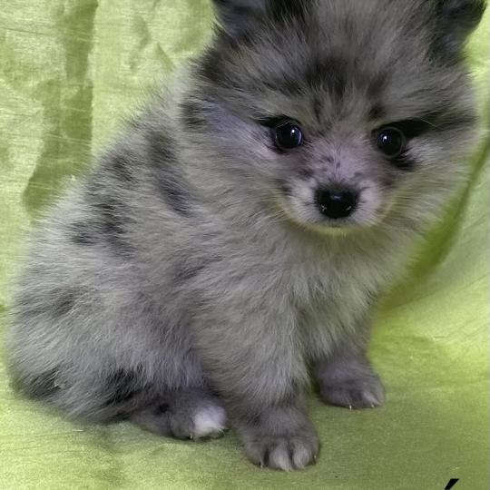 chiot Spitz allemand BEAUTÉ spitz naine disponible Domaine de la Chantelaie