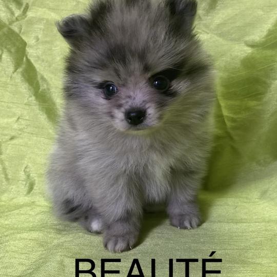 chiot Spitz allemand BEAUTÉ spitz naine disponible Domaine de la Chantelaie