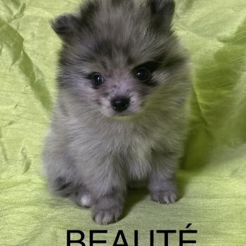 chiot Spitz allemand BEAUTÉ spitz naine disponible Domaine de la Chantelaie