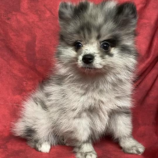 BEAUTÉ spitz naine disponible Femelle Spitz allemand