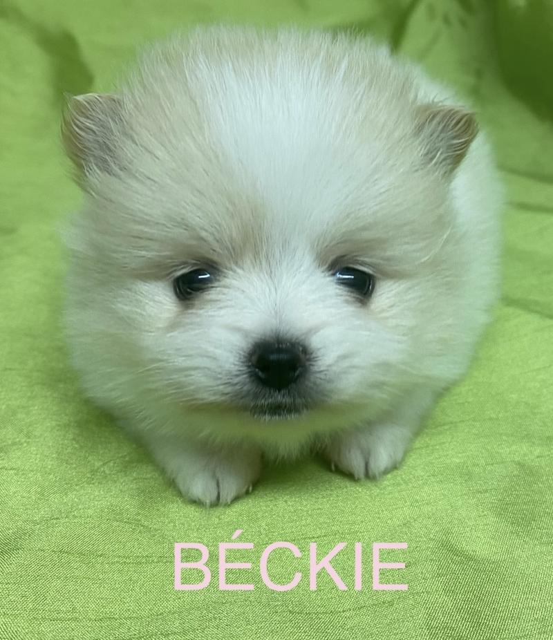 BÉCKIE spitz à réserver Femelle Spitz allemand